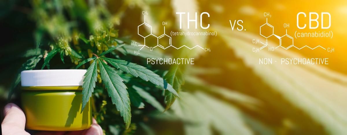 THC vs CBD: Which Is Better for Pain Management?