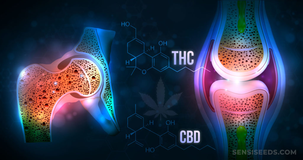 Boosting Bone Health with CBD: A Natural Approach