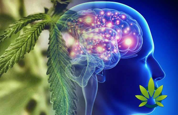 Transforming Epilepsy Care in America: Harnessing the Extraordinary Potential of Cannabis